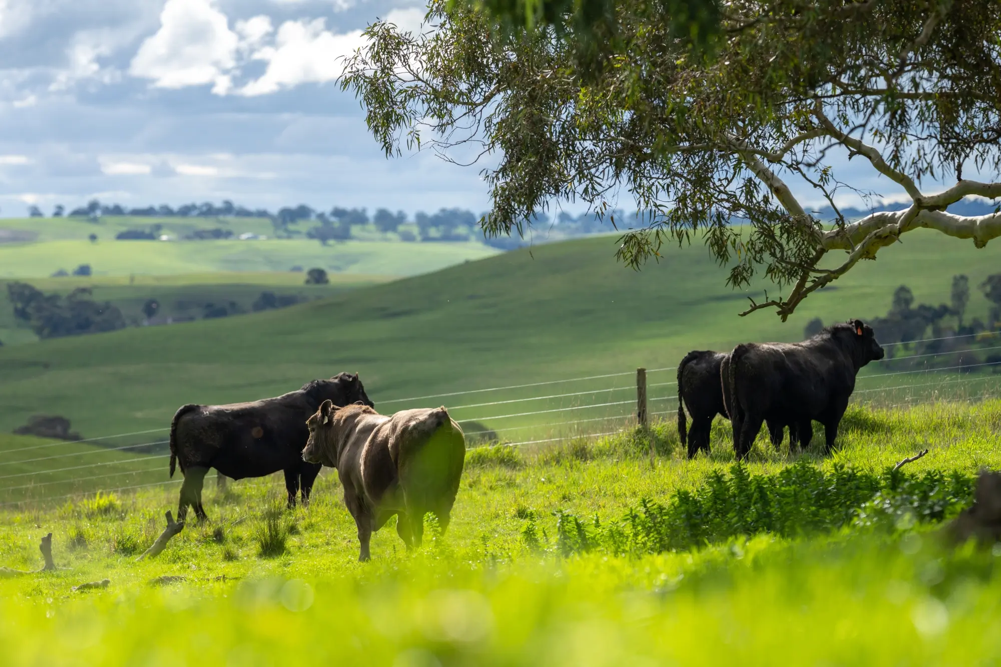 Livestock Pregnancy Scanning Australia